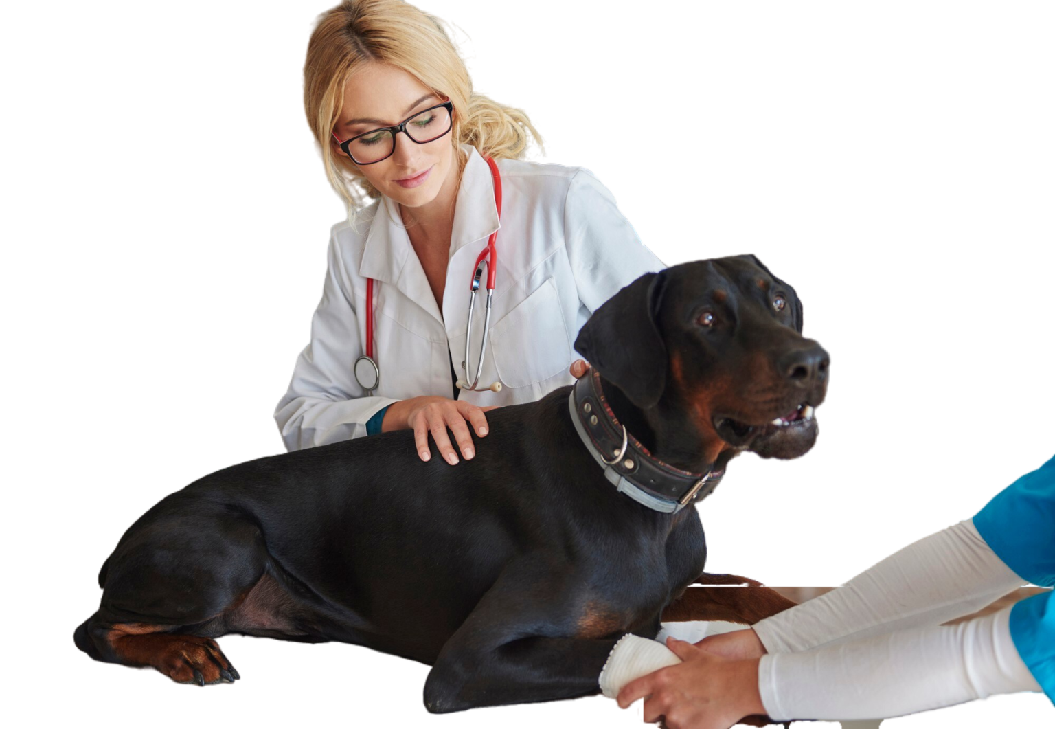 Emergency Vet in Belmont, NC