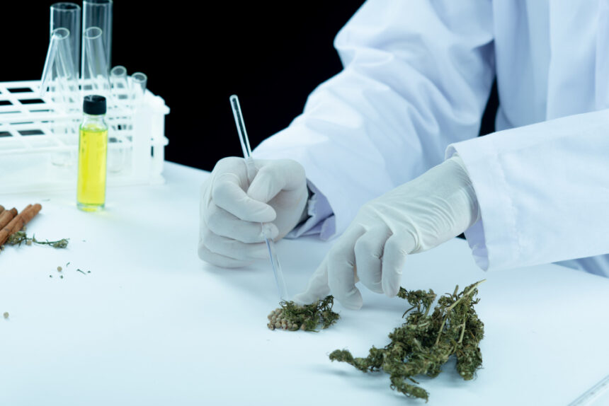 Inside Today's Cannabis Dispensary